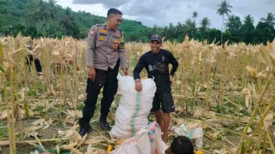 Demi Stok Pangan Nasional, Polsek Lembar Ajak Petani Salurkan Jagung Varietas NK ke Bulog